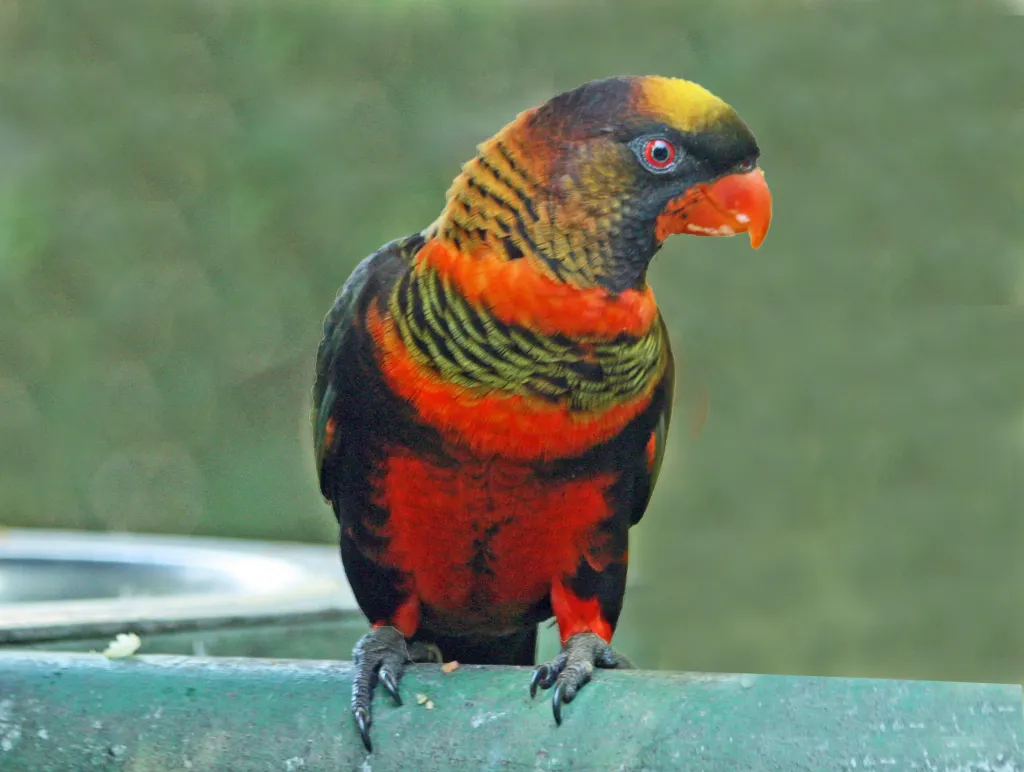 烟色鹦鹉(Chalcopsitta fuscata)