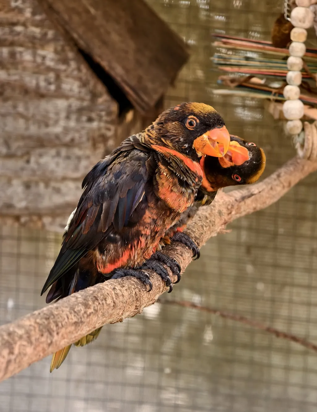 烟色鹦鹉(Chalcopsitta fuscata)