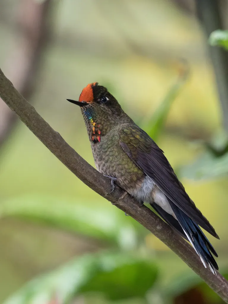 彩须尖嘴蜂鸟(Chalcostigma herrani)