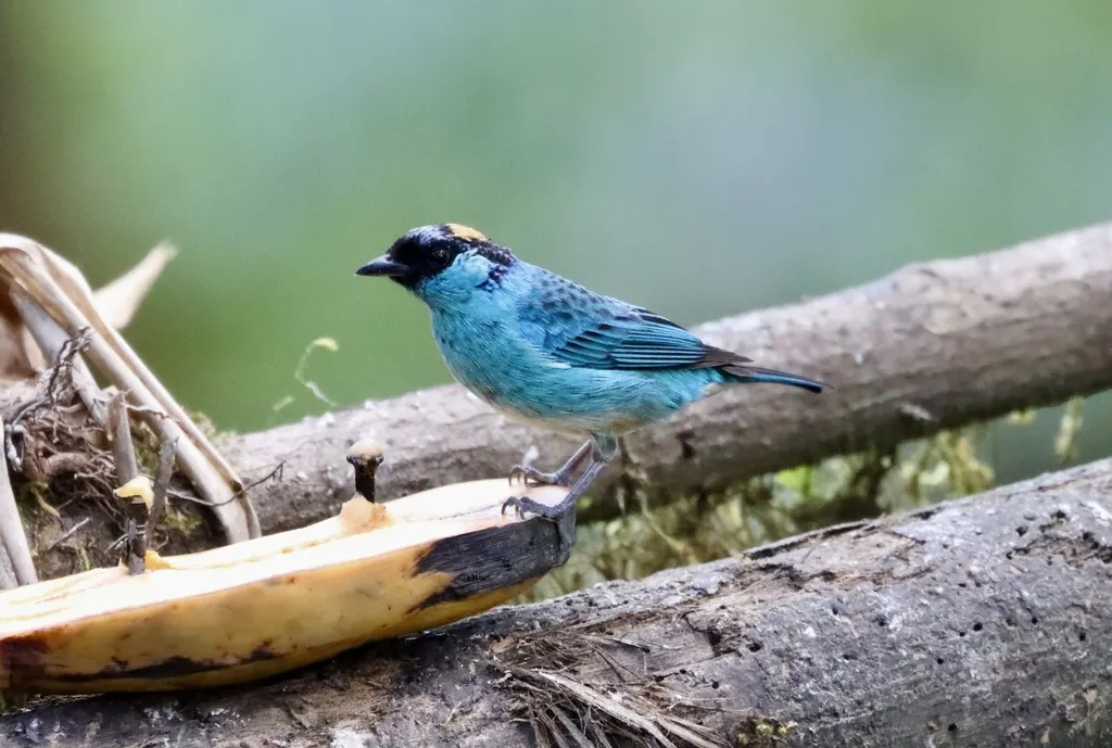 金颈靓唐纳雀(Chalcothraupis ruficervix)