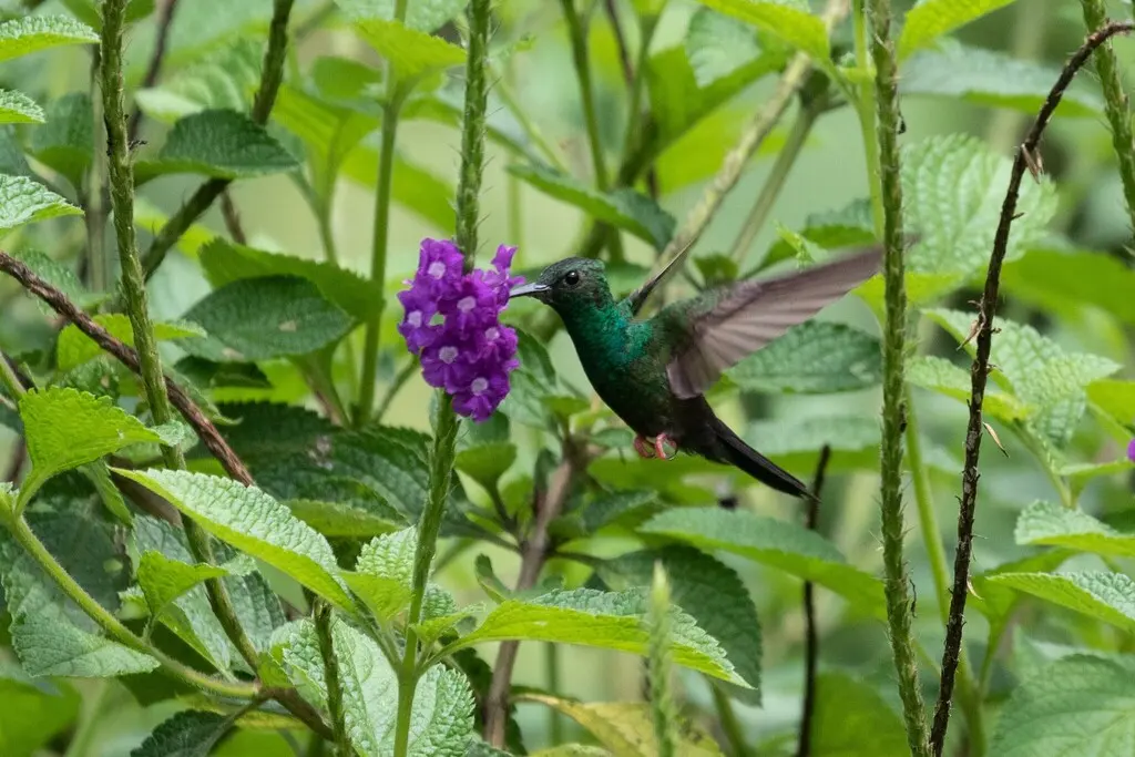 斑胸棕尾蜂鸟(Chalybura urochrysia)