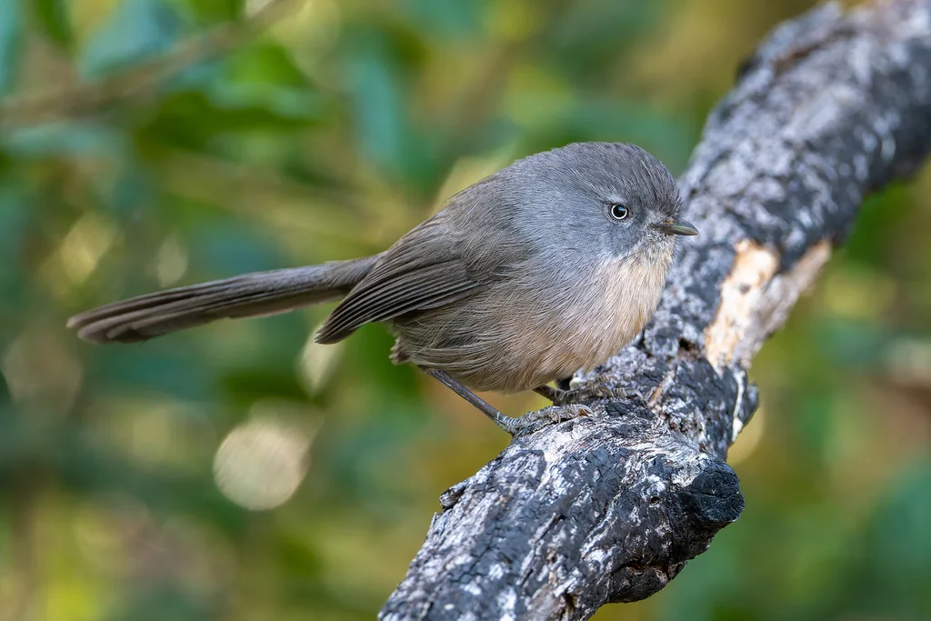 鹪雀莺(Chamaea fasciata)