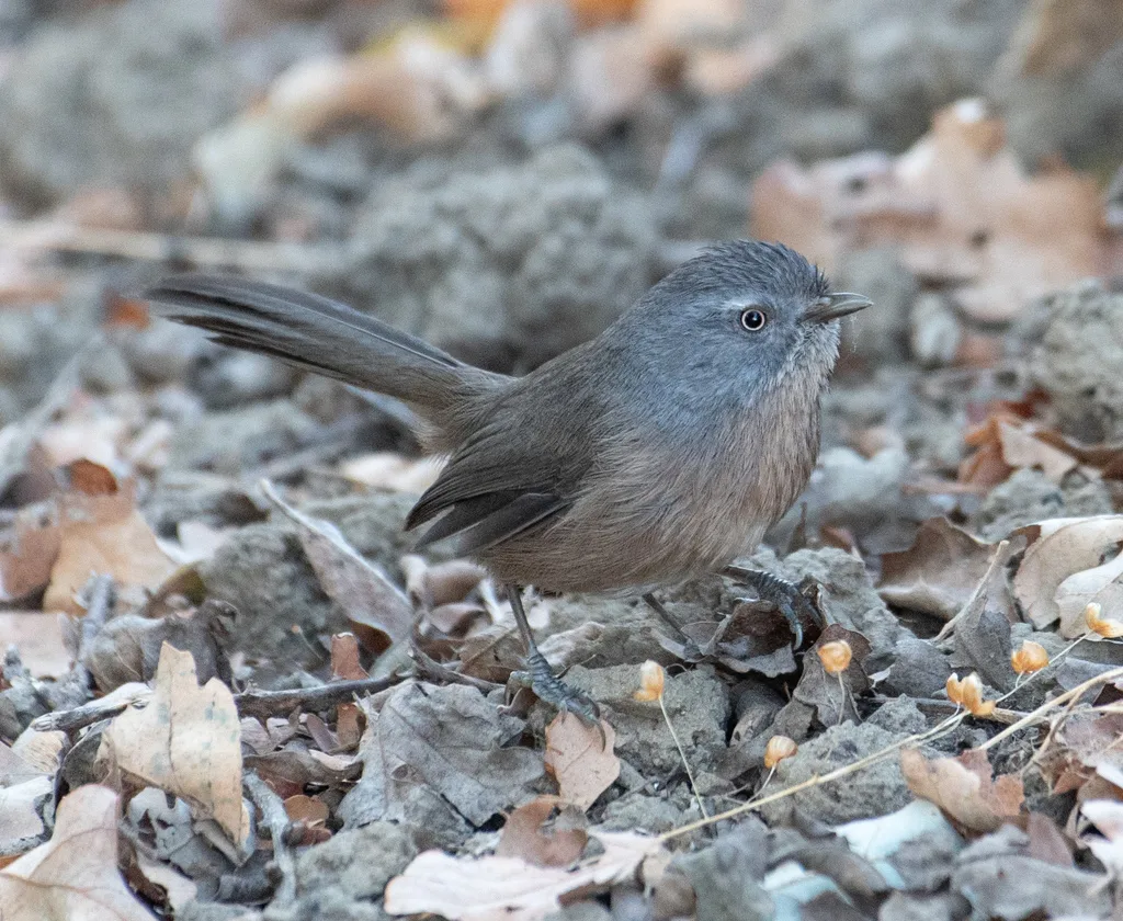 鹪雀莺(Chamaea fasciata)