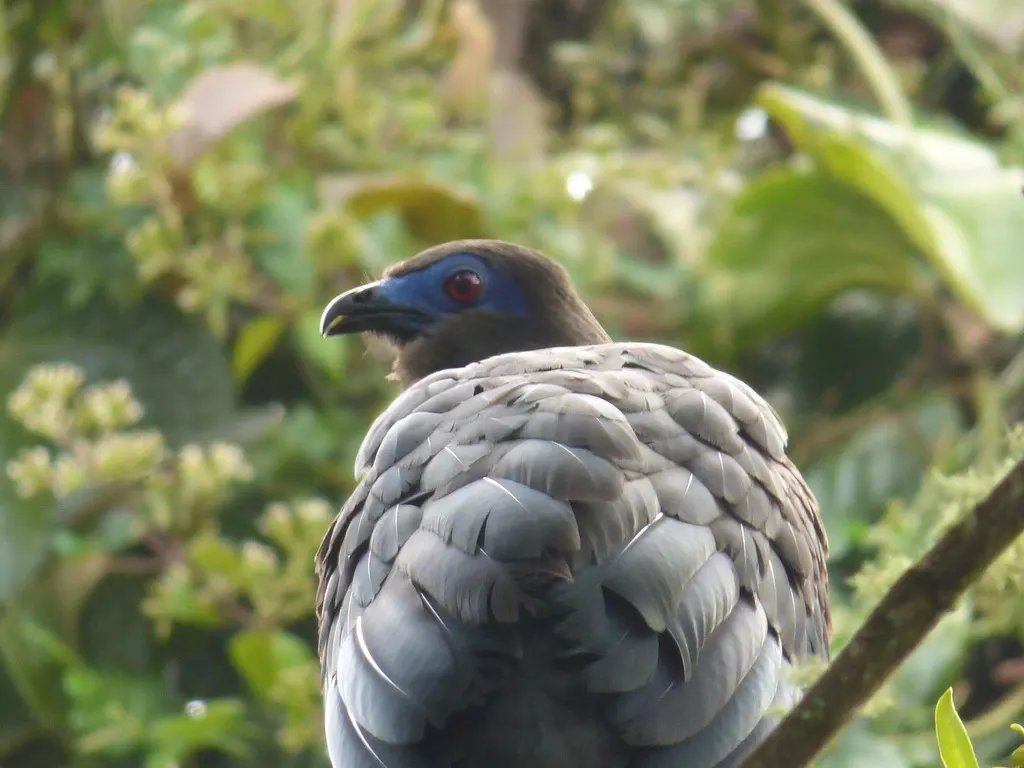 褐镰翅冠雉(Chamaepetes goudotii)