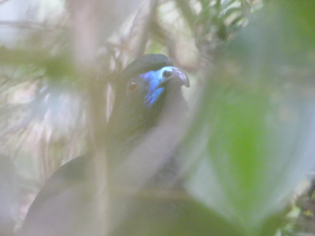 黑镰翅冠雉(Chamaepetes unicolor)
