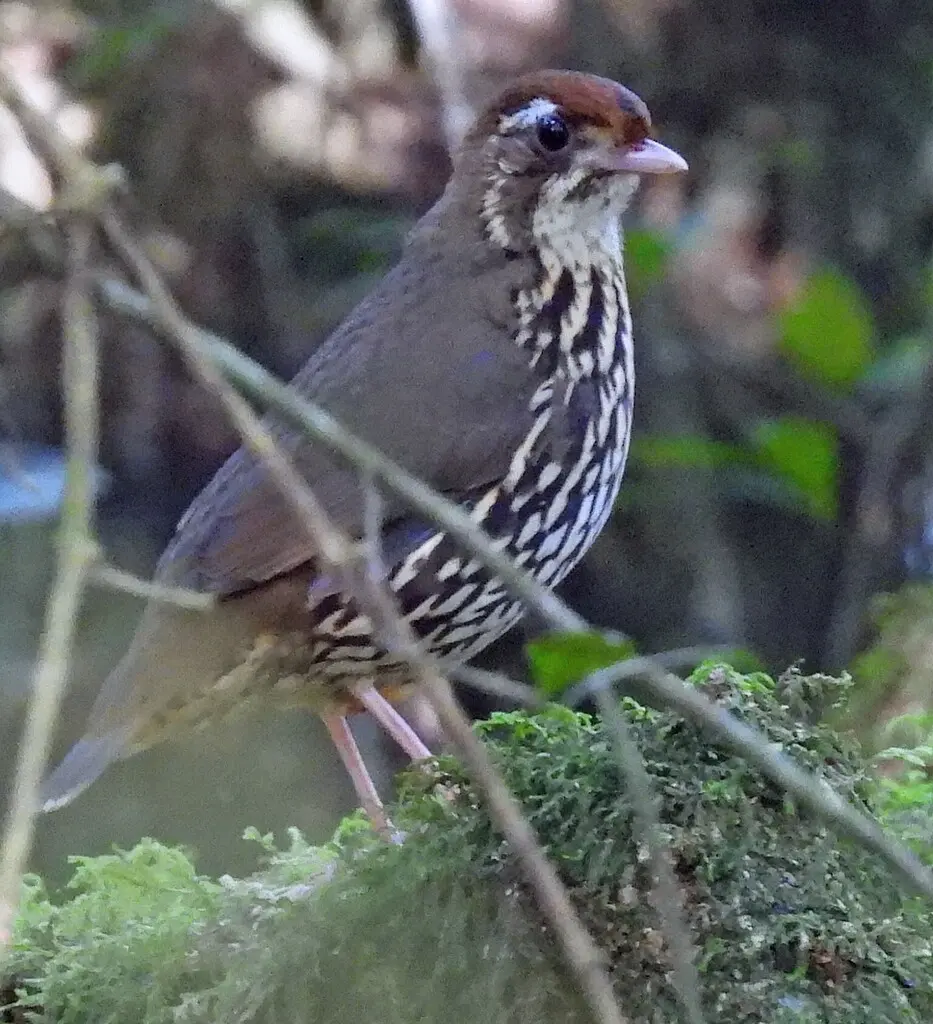 短尾蚁鸫(Chamaeza campanisona)