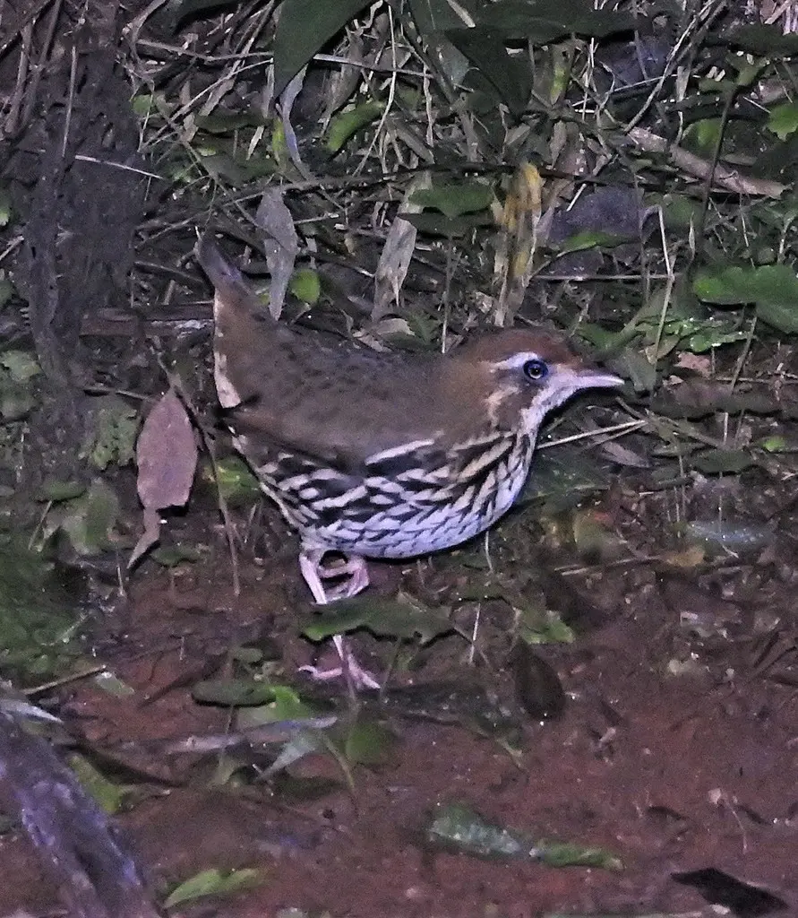 短尾蚁鸫(Chamaeza campanisona)