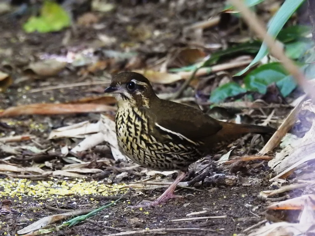 棕尾蚁鸫(Chamaeza ruficauda)