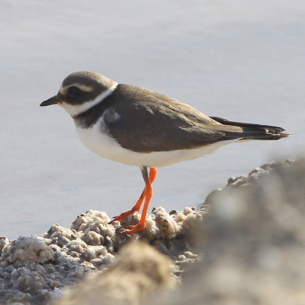 剑鸻(Charadrius hiaticula)