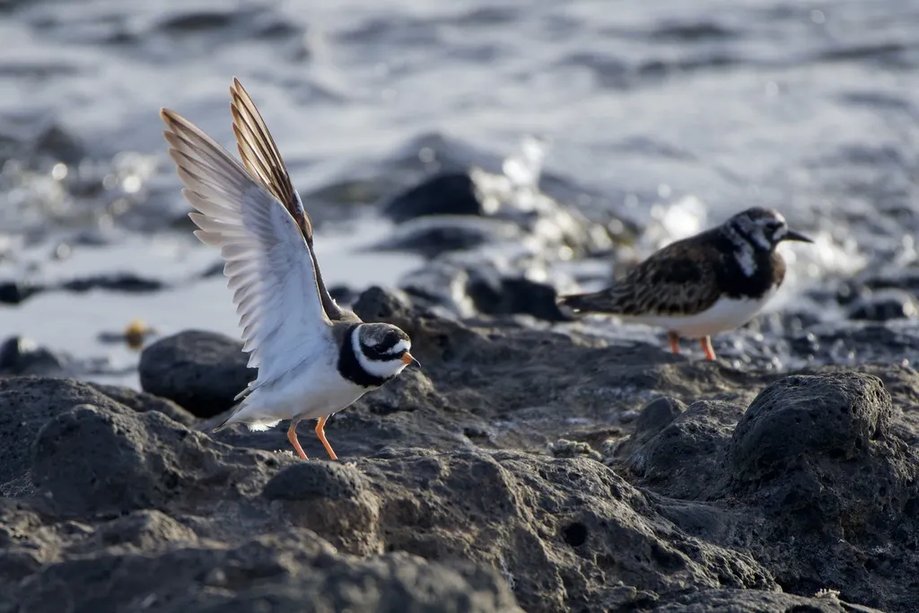 剑鸻(Charadrius hiaticula)