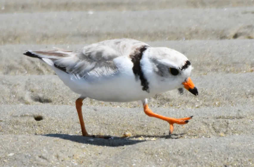 笛鸻(Charadrius melodus)