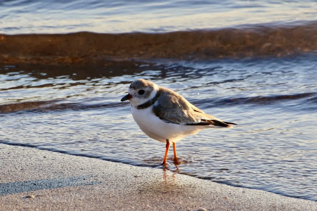 笛鸻(Charadrius melodus)