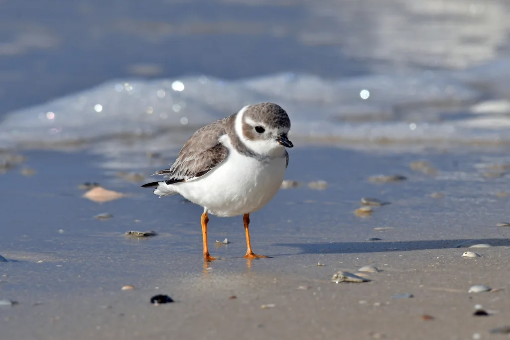 笛鸻(Charadrius melodus)