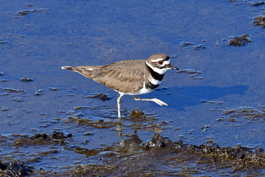 双领鸻(Charadrius vociferus)