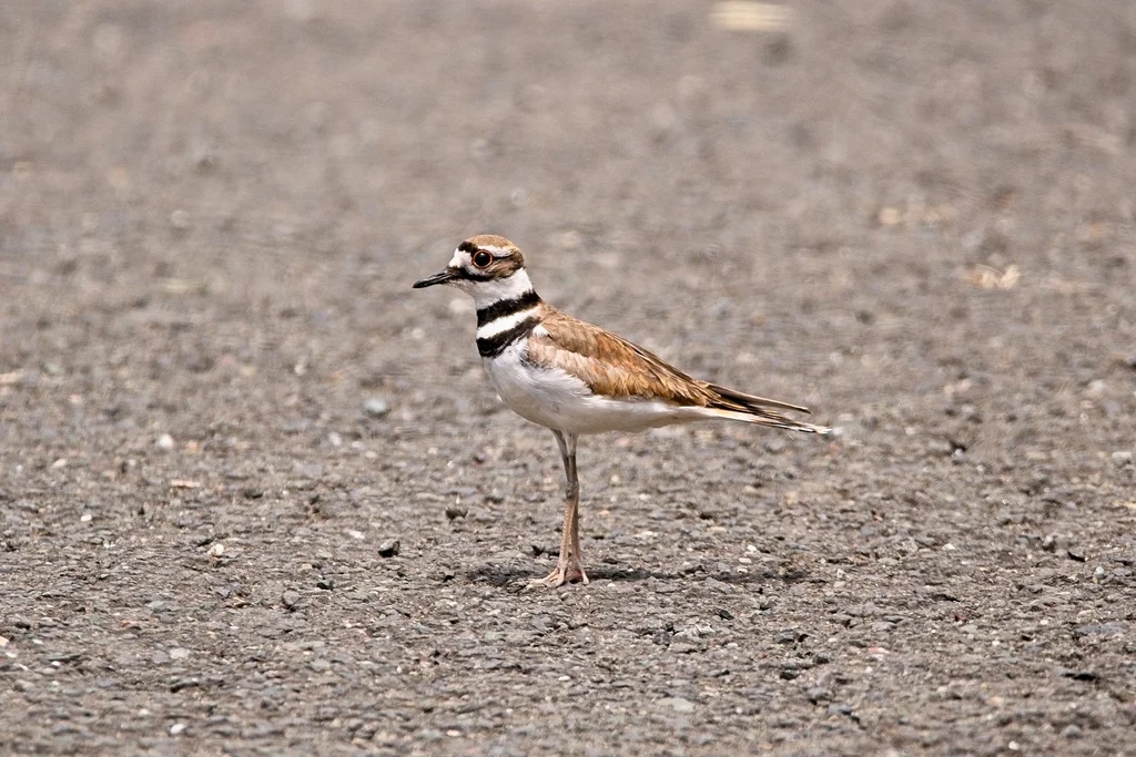 双领鸻(Charadrius vociferus)