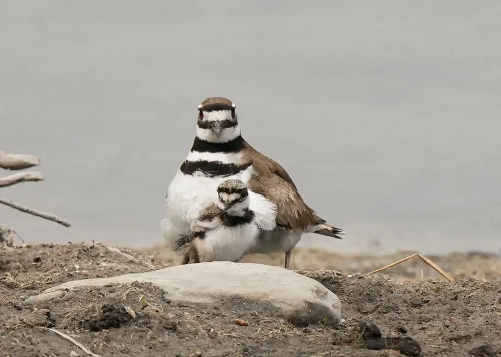 双领鸻(Charadrius vociferus)