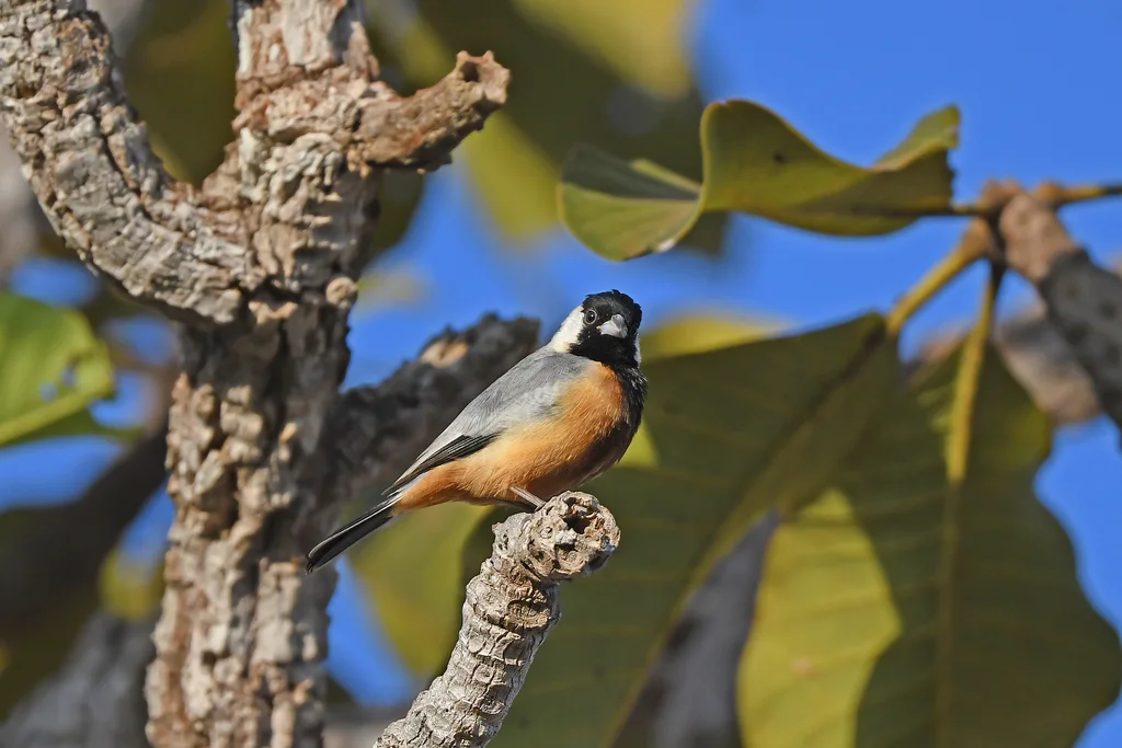 煤冠雀(Charitospiza eucosma)