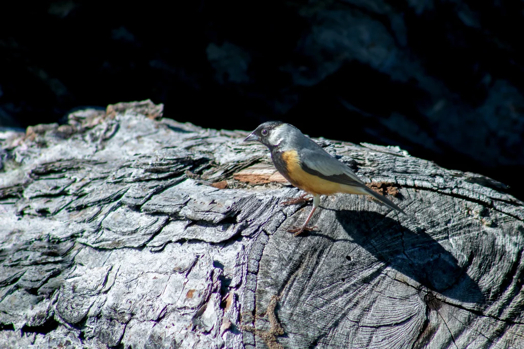 煤冠雀(Charitospiza eucosma)