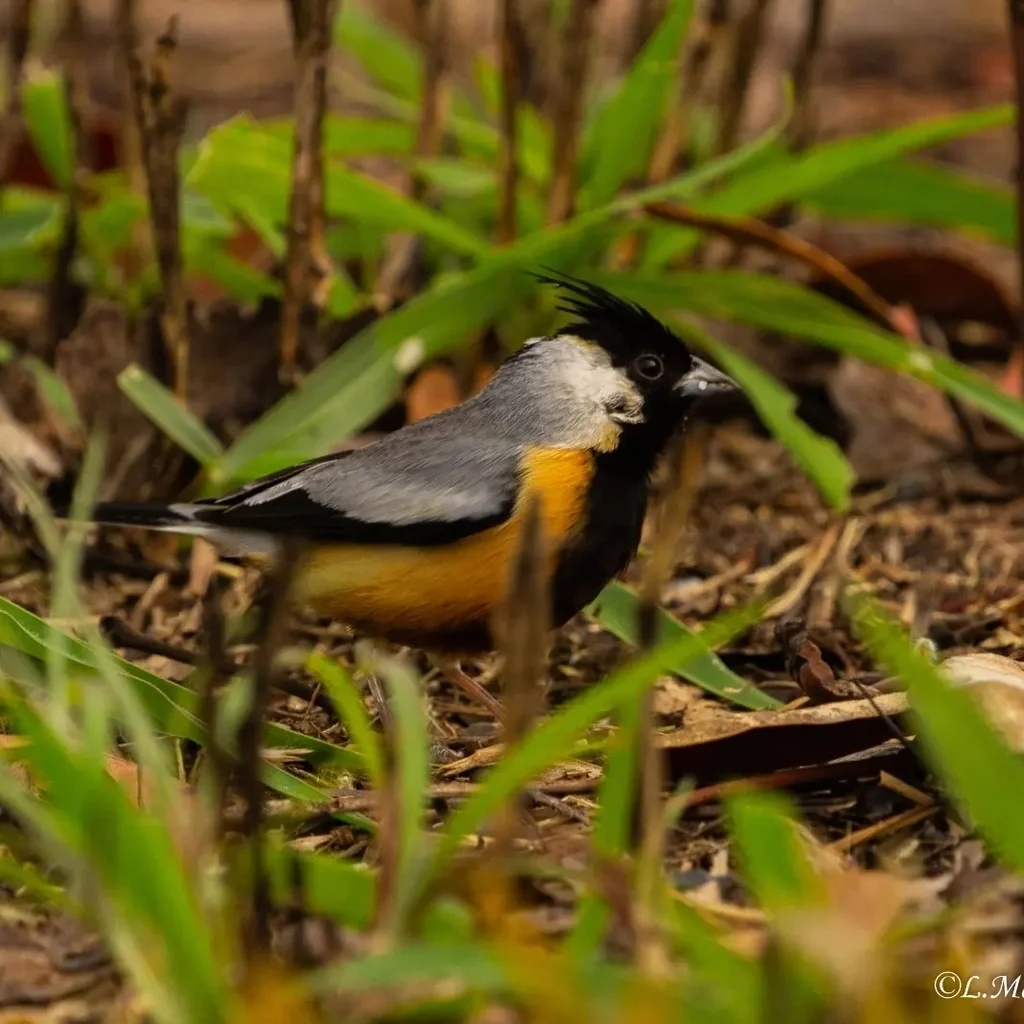 煤冠雀(Charitospiza eucosma)