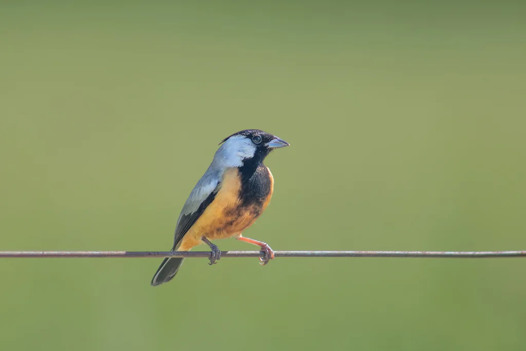 煤冠雀(Charitospiza eucosma)