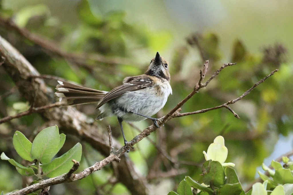 檀香山蚋鹟（Chasiempis ibidis）