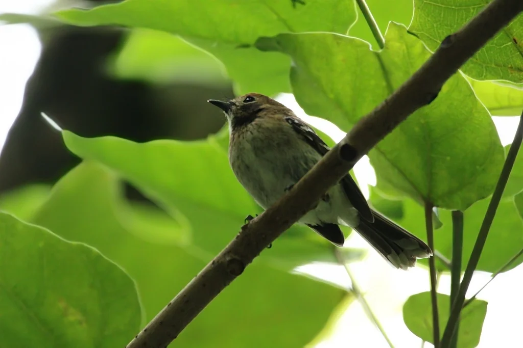 檀香山蚋鹟（Chasiempis ibidis）