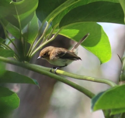 檀香山蚋鹟（Chasiempis ibidis）