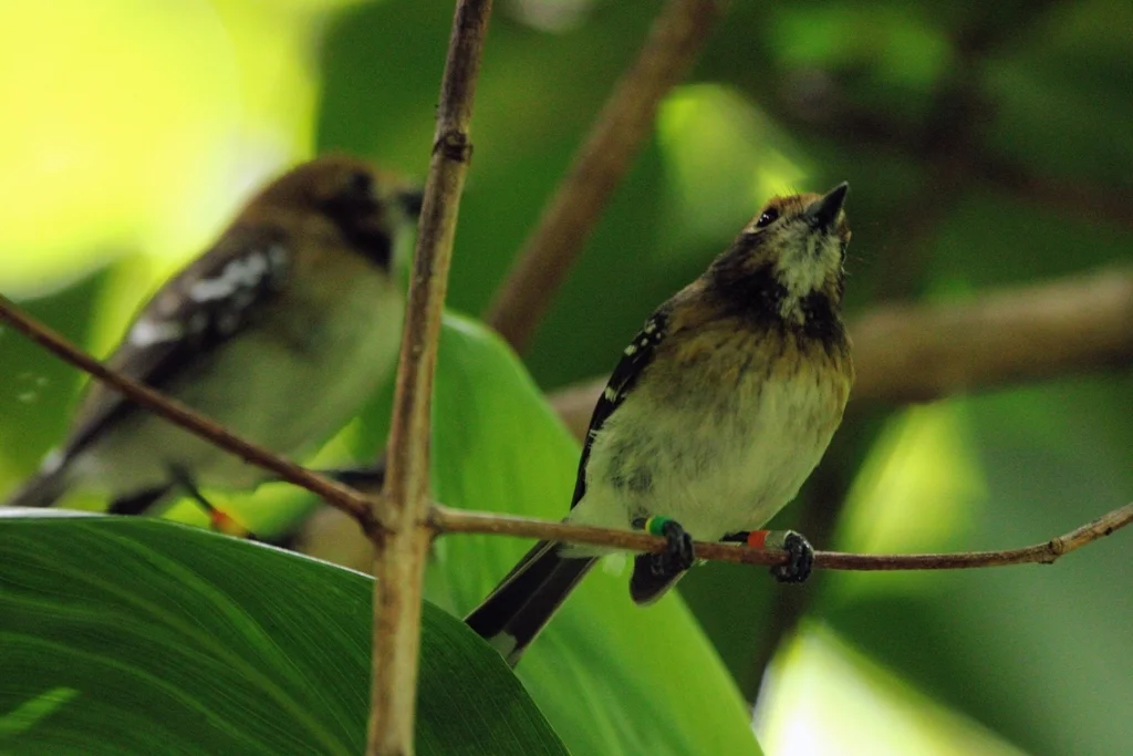 檀香山蚋鹟（Chasiempis ibidis）