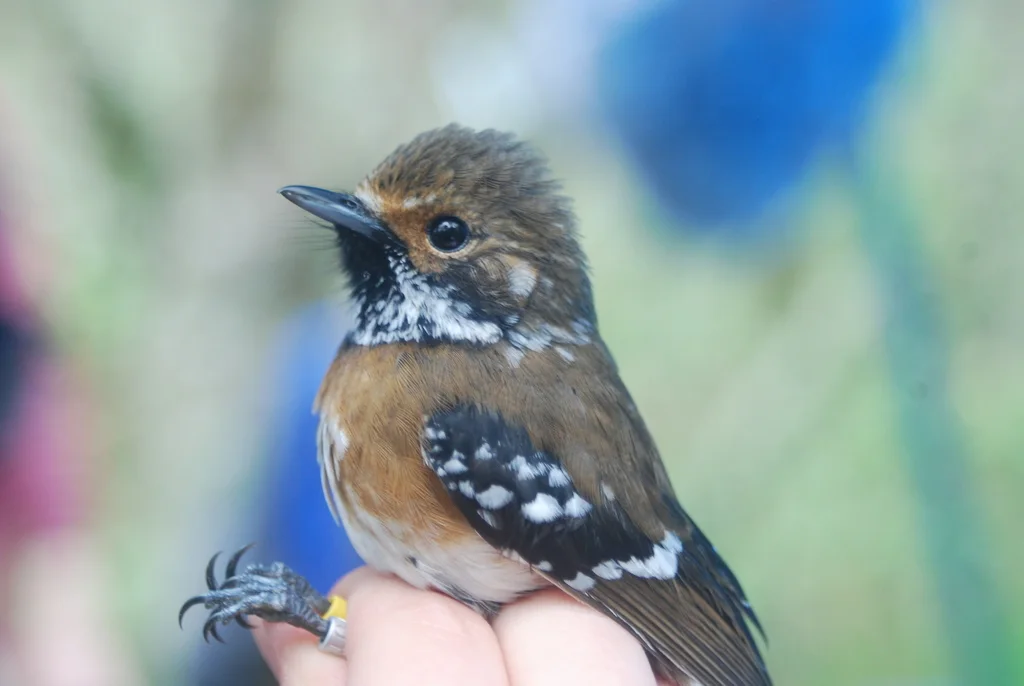 蚋鹟(Chasiempis sandwichensis)