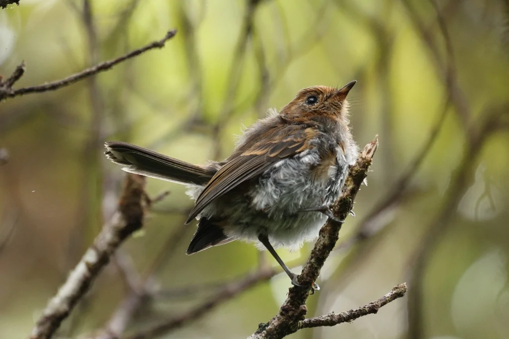 考岛蚋鹟(Chasiempis sclateri)