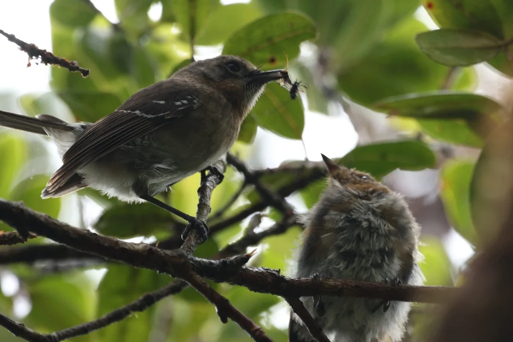 考岛蚋鹟(Chasiempis sclateri)