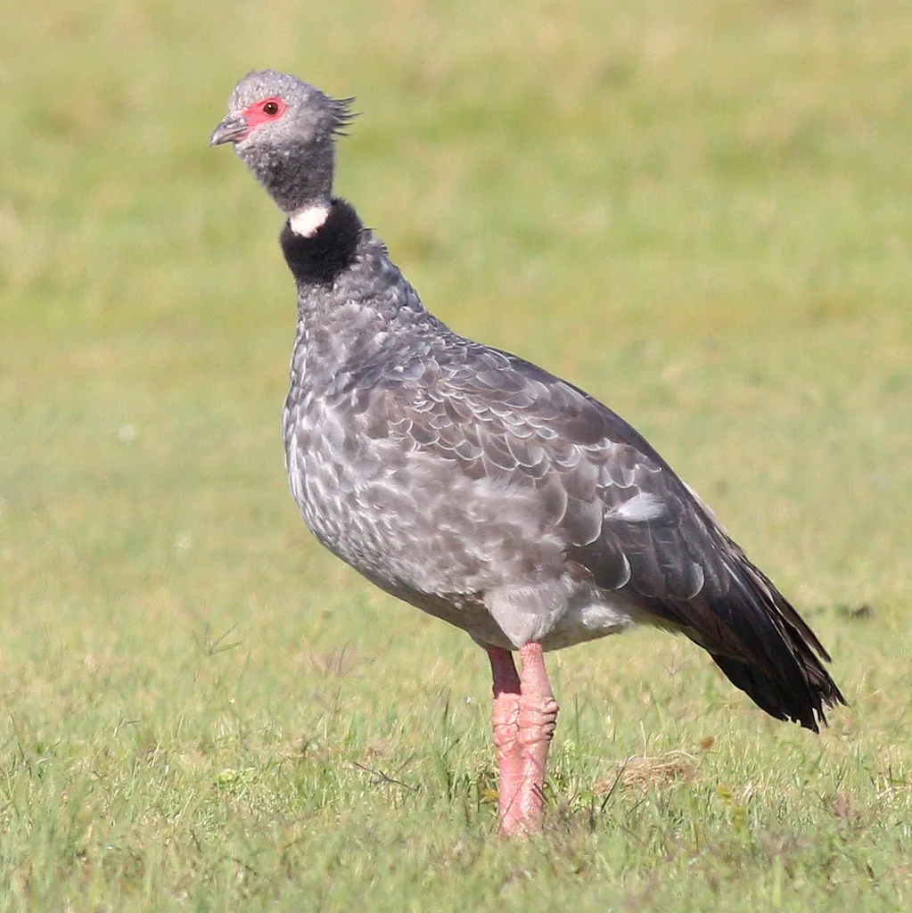 冠叫鸭(Chauna torquata)
