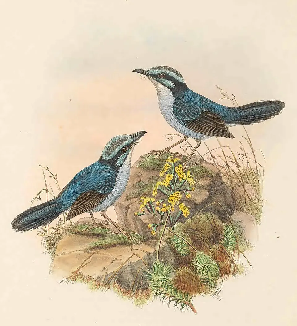 阔嘴细尾鹩莺(Chenorhamphus grayi)