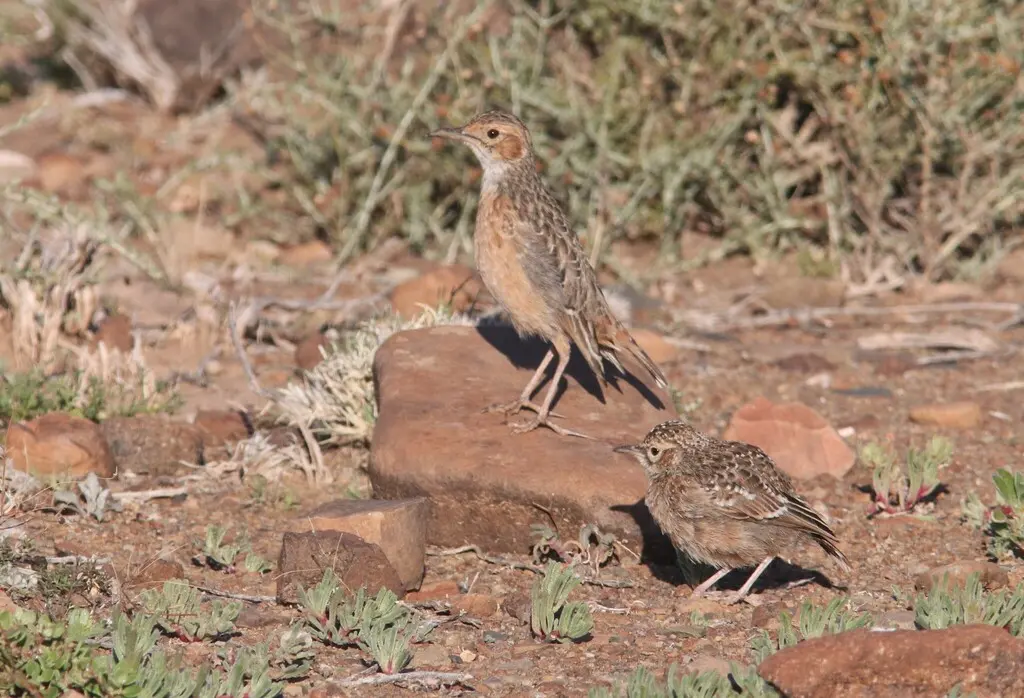 直爪百灵(Chersomanes albofasciata)