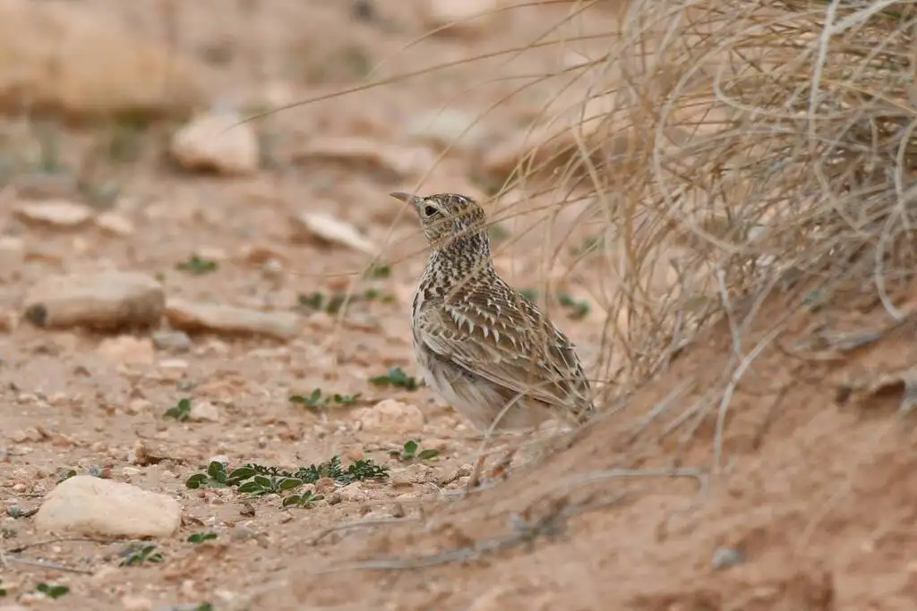 杜氏百灵(Chersophilus duponti)