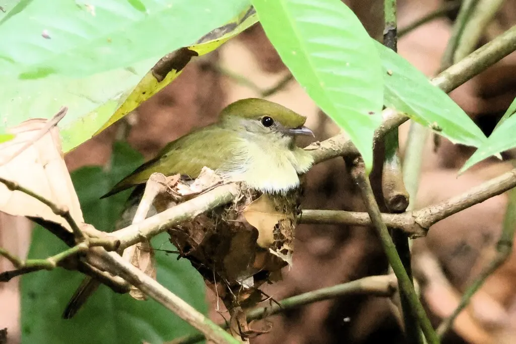 鹊色盔娇鹟（Chiroxiphia bokermanni）