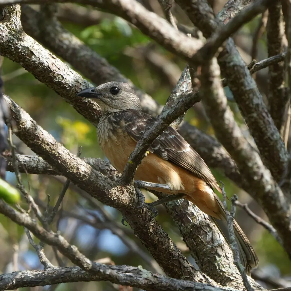 浅黄胸大亭鸟(Chlamydera cerviniventris)
