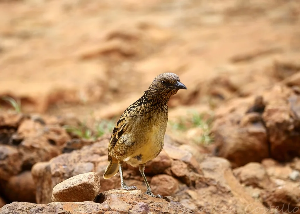 西大亭鸟(Chlamydera guttata)