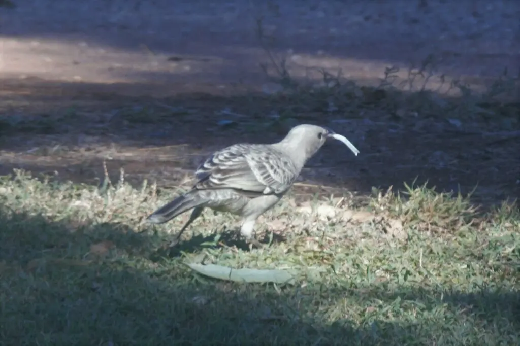 大亭鸟（Chlamydera nuchalis）