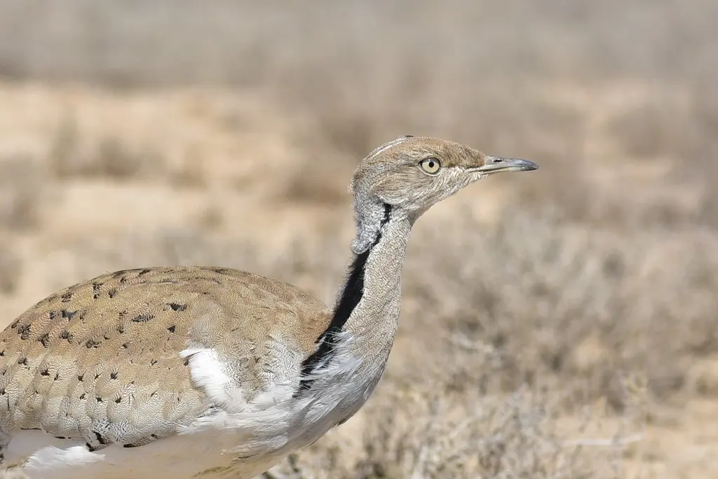 波斑鸨(Chlamydotis macqueenii)