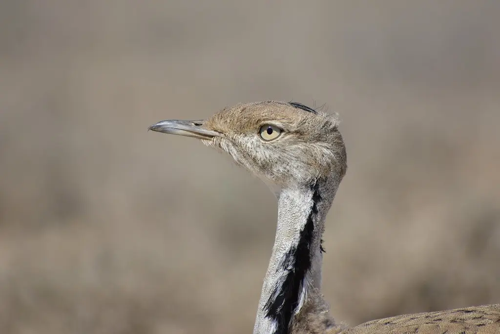 波斑鸨(Chlamydotis macqueenii)