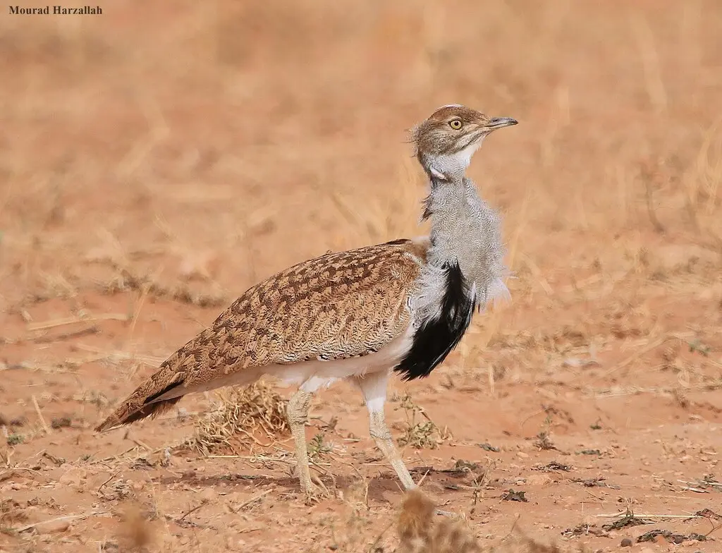 非洲波斑鸨（Chlamydotis undulata）