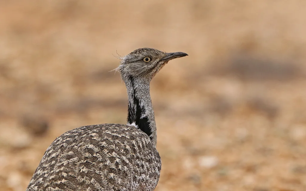 非洲波斑鸨（Chlamydotis undulata）