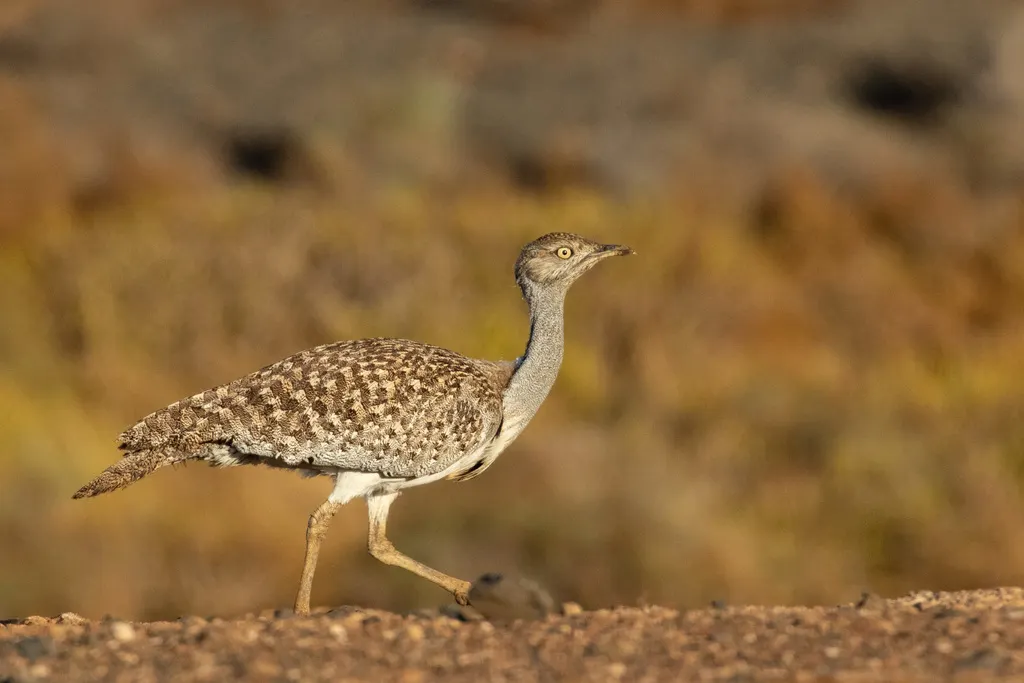 非洲波斑鸨（Chlamydotis undulata）