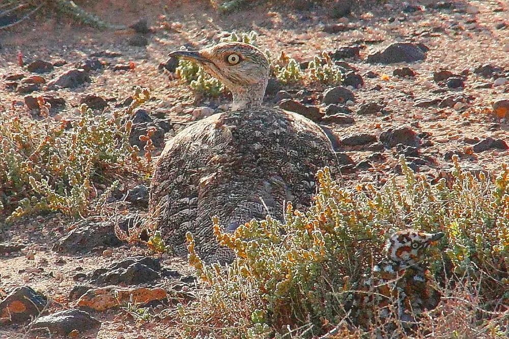 非洲波斑鸨（Chlamydotis undulata）
