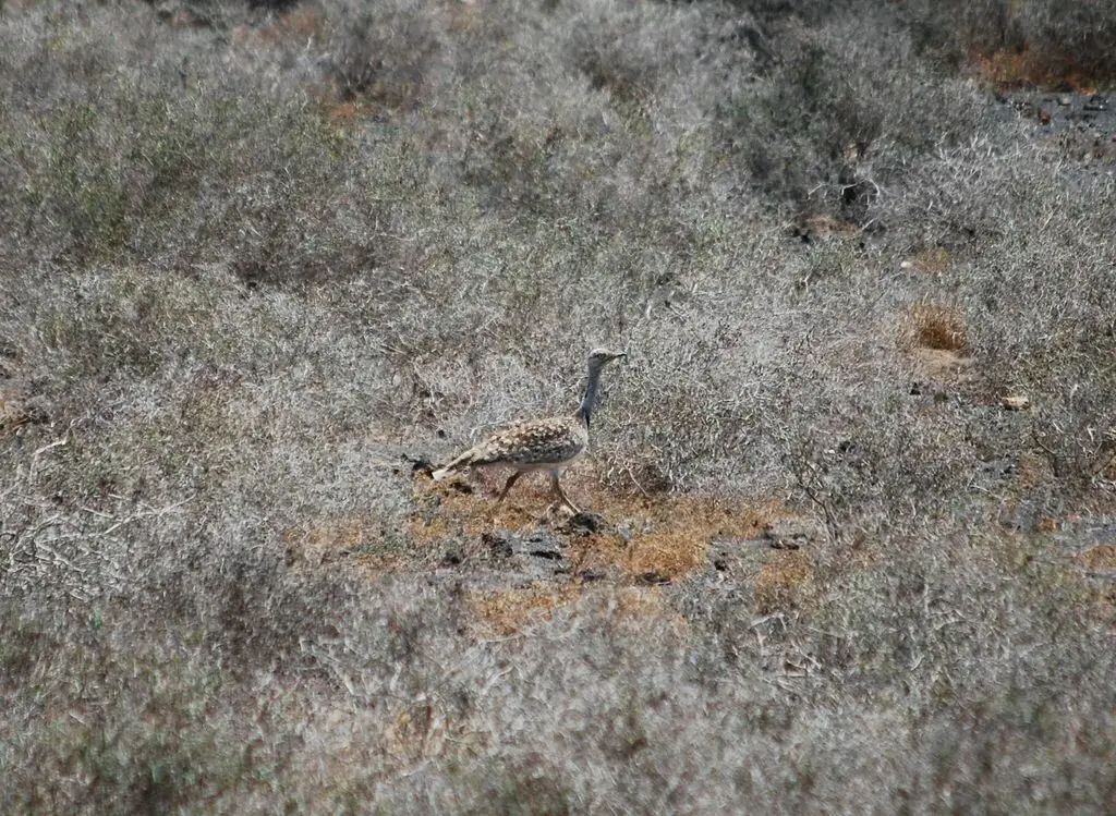 非洲波斑鸨（Chlamydotis undulata）