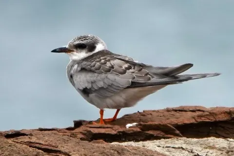 黑额燕鸥