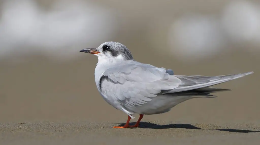 黑额燕鸥(Chlidonias albostriatus)