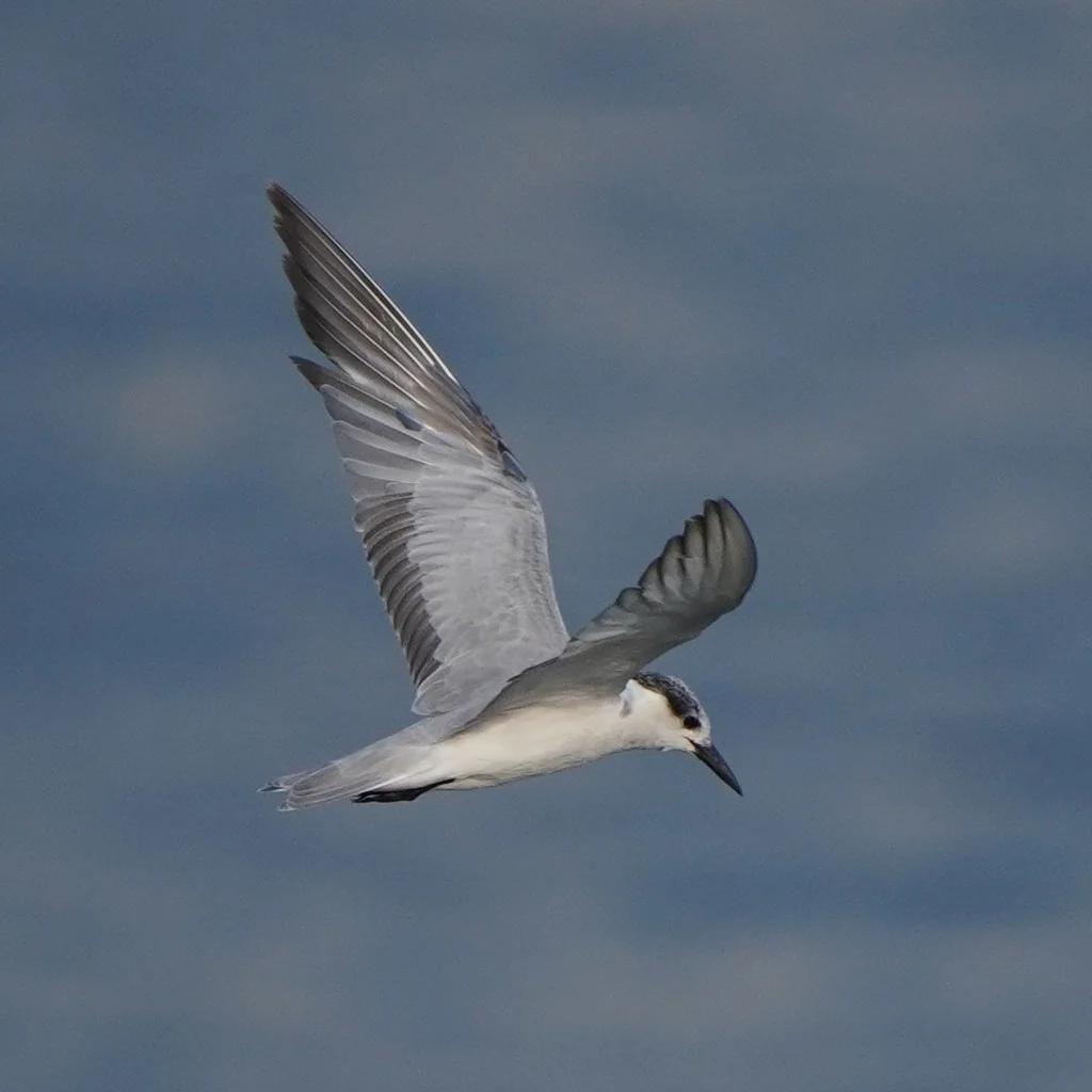 须浮鸥(Chlidonias hybrida)