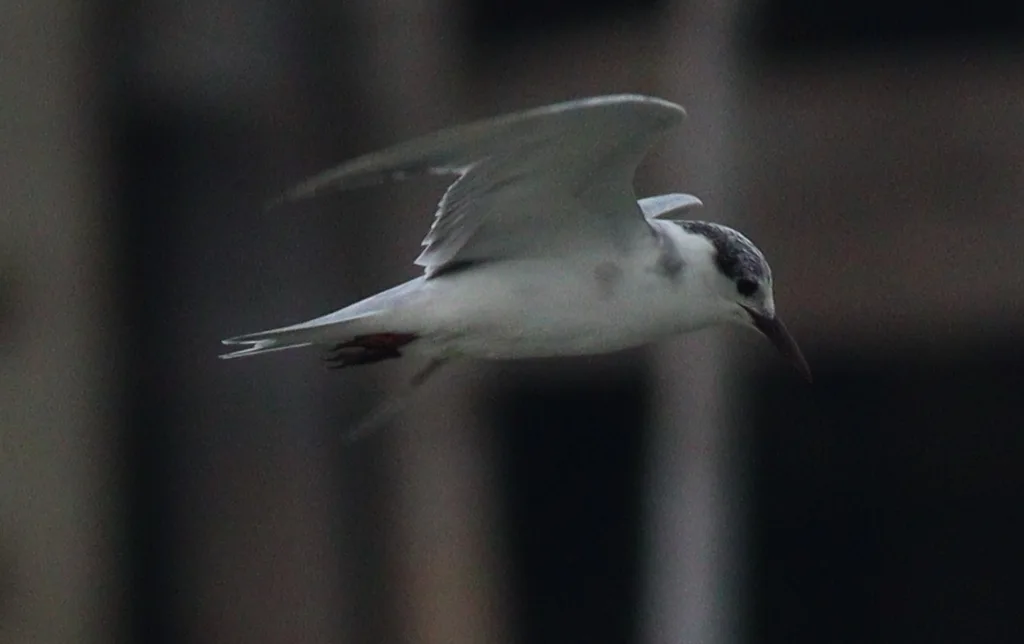 须浮鸥(Chlidonias hybrida)